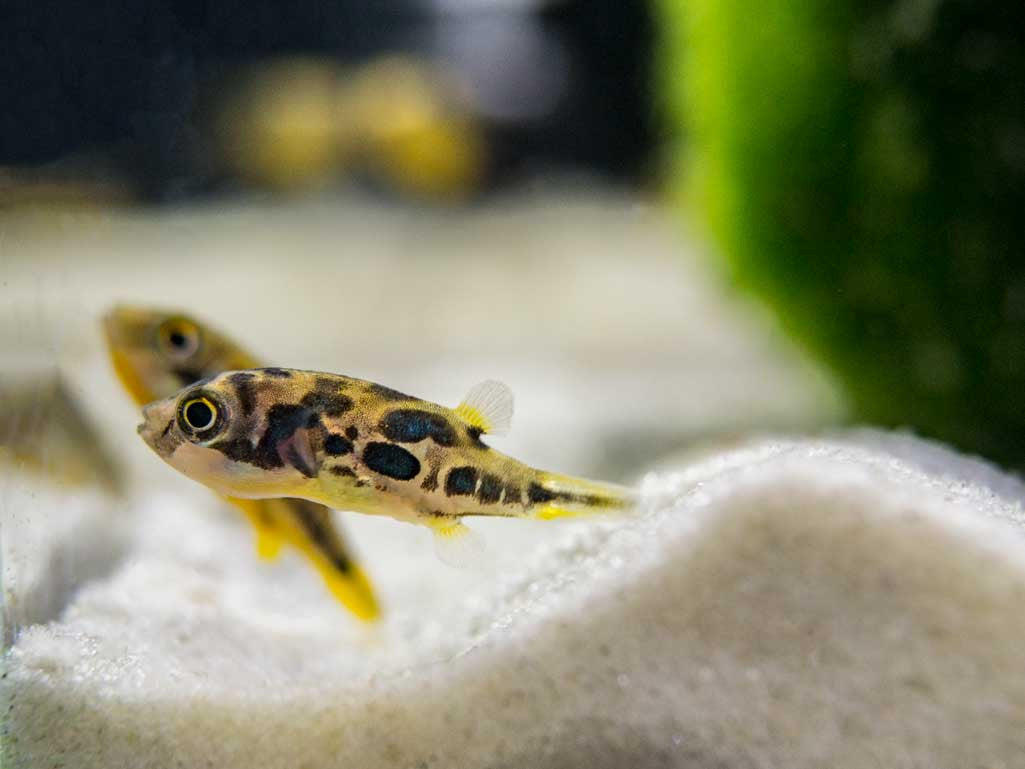 Indian Dwarf Pea Puffer (Carinotetraodon travancoricus), Tank-Bred