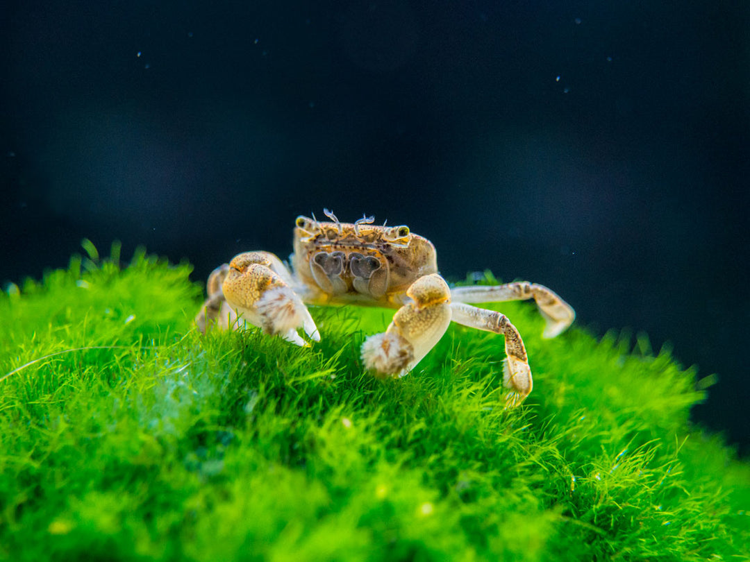 Aquatic Arts Freshwater Pom Pom Crab