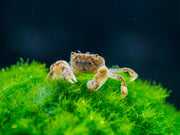 Aquatic Arts Freshwater Pom Pom Crab
