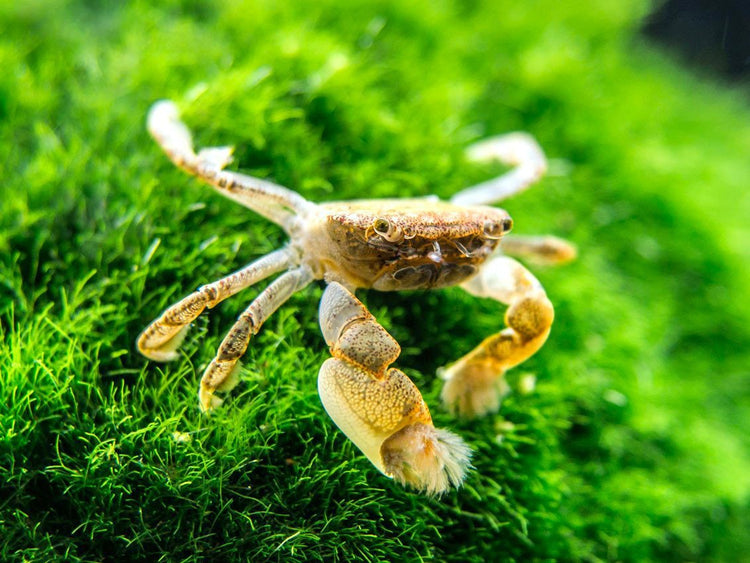 Aquatic Arts Freshwater Pom Pom Crab