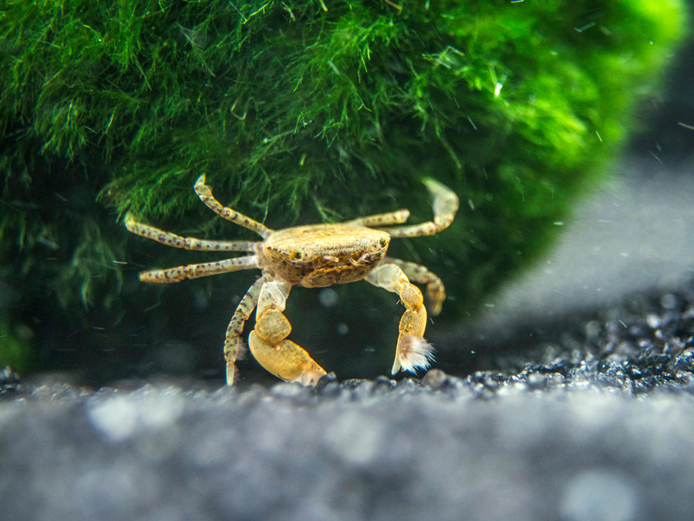 Blue Crab Pom Pom Blue Crab Pom Pom