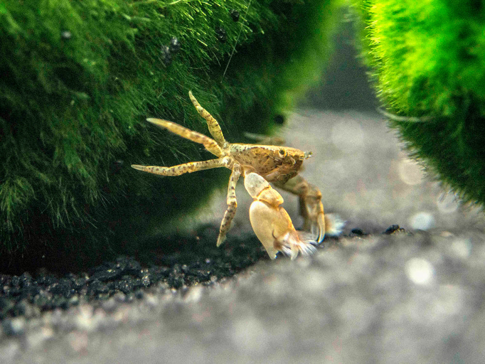 Why Is This Crab Wearing Red and Green Pom-Poms? - Atlas Obscura