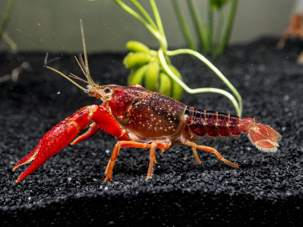 Scarlet Crayfish (Procambarus clarkii), Tank-Bred