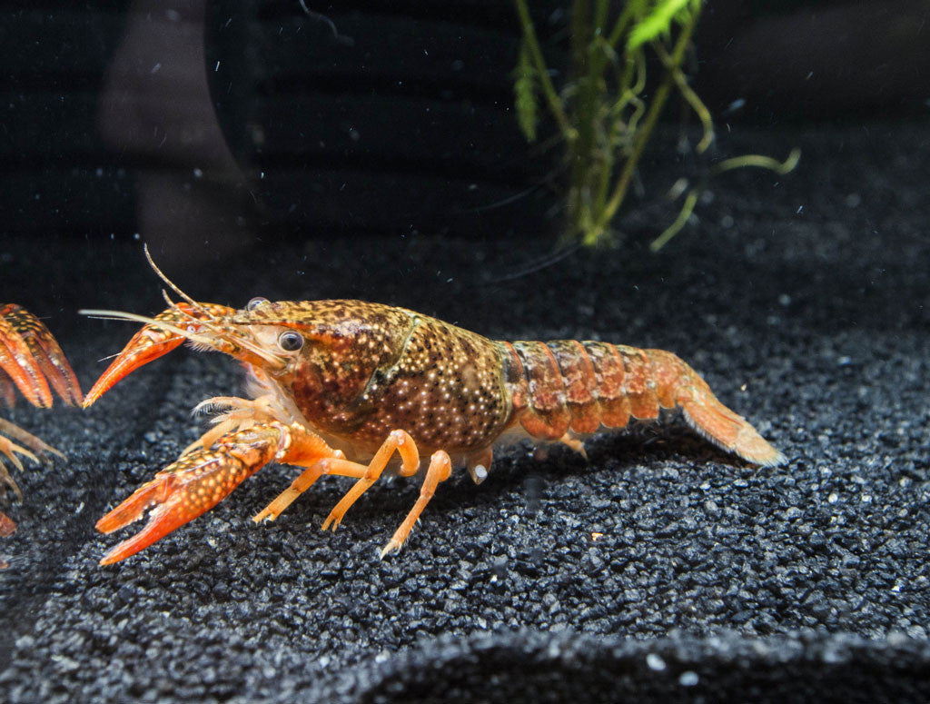 Scarlet Crayfish (Procambarus clarkii), Tank-Bred