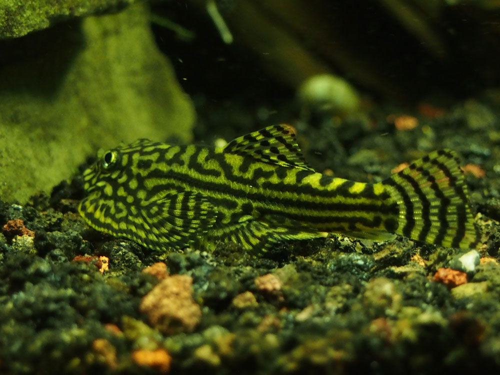 Reticulated Hillstream Loach (Sewellia lineolata)