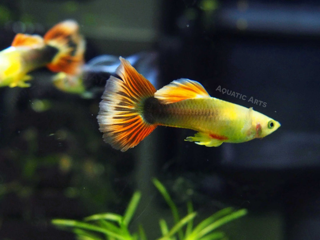 Sunray Guppy, Male (Poecilia reticulata) - Tank-Bred!