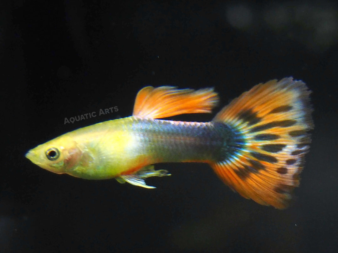 Sunray Guppy, Male (Poecilia reticulata) - Tank-Bred!