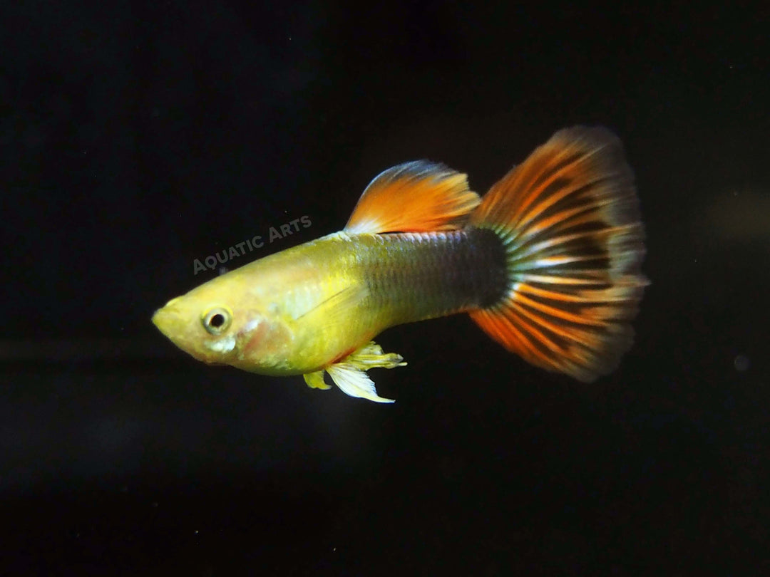 Sunray Guppy, Male (Poecilia reticulata) - Tank-Bred!