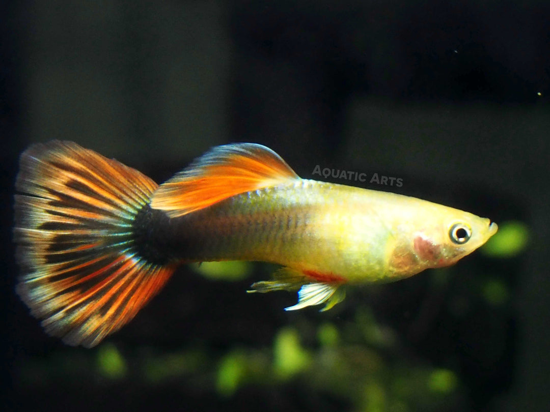 Sunray Guppy, Male (Poecilia reticulata) - Tank-Bred!