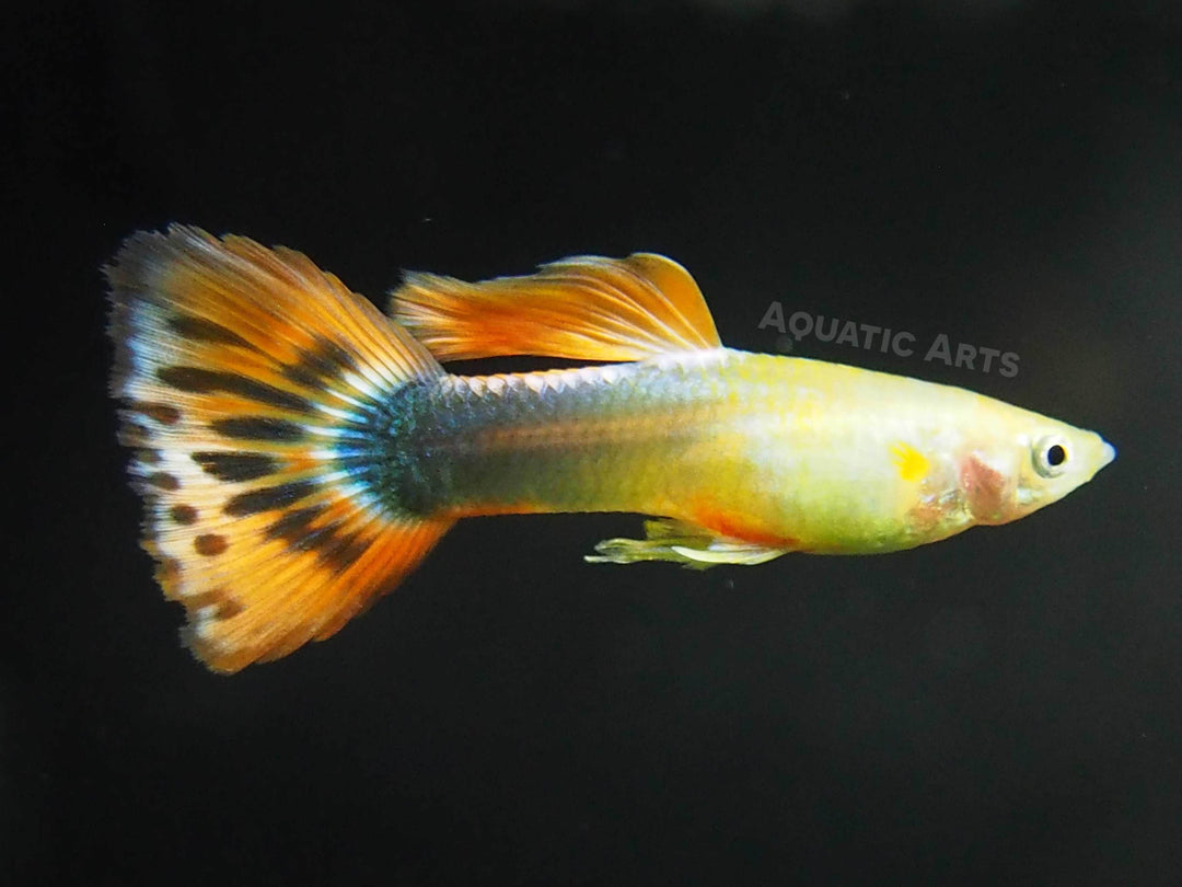 Sunray Guppy, Male (Poecilia reticulata) - Tank-Bred!