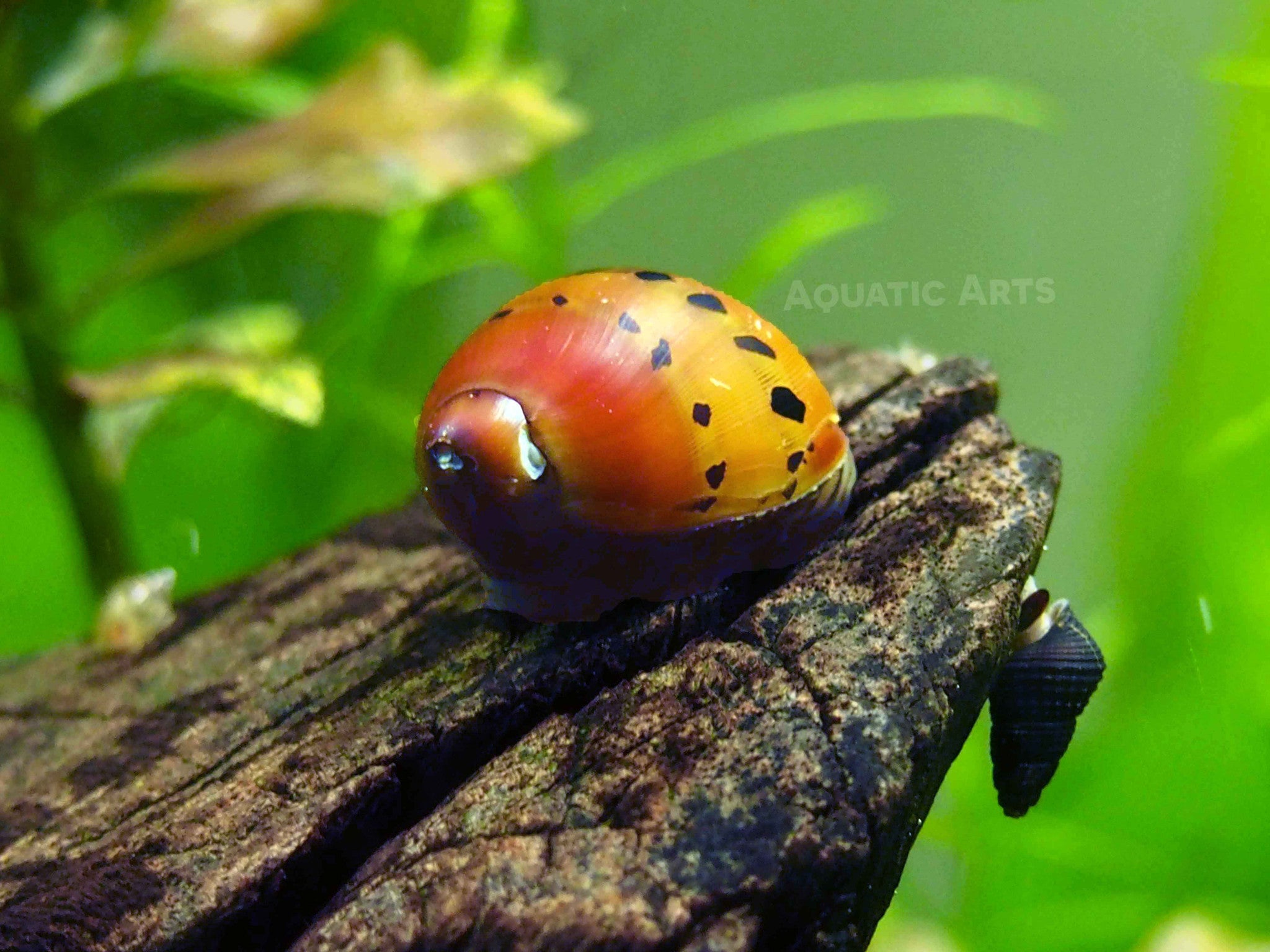 Aquatic Arts Tiger Nerite Snails for Sale