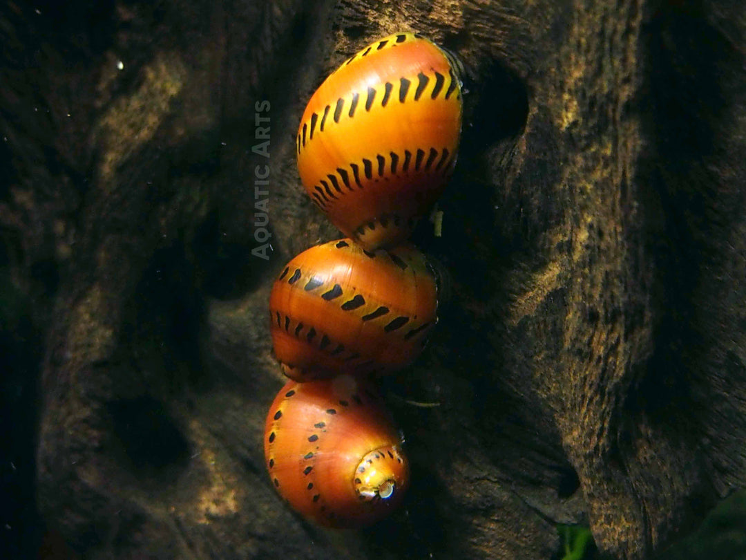 Aquatic Arts Tiger Nerite Snails for Sale