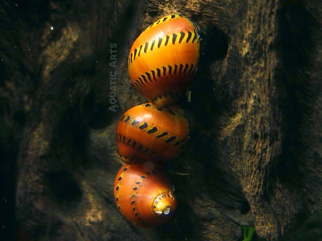 Tiger Nerite Snails (Neritina semiconica)