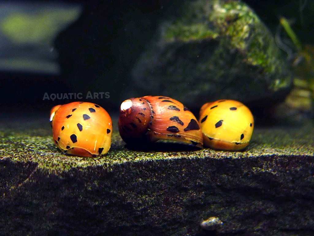 Tiger Nerite Snails (Neritina semiconica)
