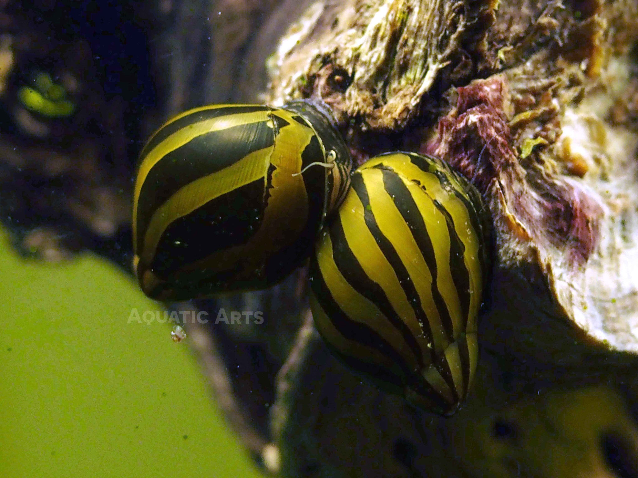 Aquatic Arts Zebra Nerite Snail for sale